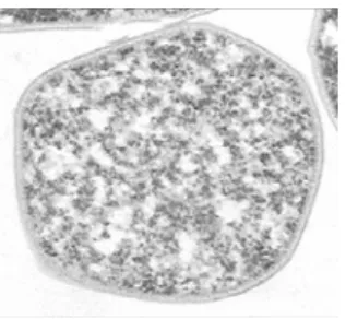 Fig.  1.3.  Microscopy  image  of S. 