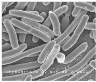 Fig.  1.4.  Scanning  electron  micrograph  of  Escherichia  coli,  grown in culture and adhered to  a  cover  slip.  Credit:  Rocky  Mountain  Laboratories,  NIAID,  National Institute of Health. 