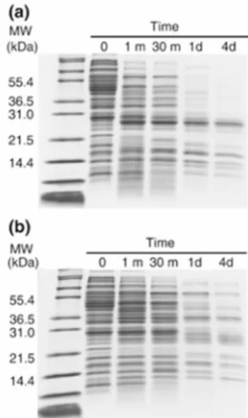 Fig. 2.2. Profiling proteins according to proteolytic resistance. A  cell  lysate  from  E.  coli  was  digested  with  trypsin  (a)  and  thermolysin  (b)  up  to  four  days,  and  periodically  sampled  for  SDS‐PAGE  gel  analysis.  A  significant  num