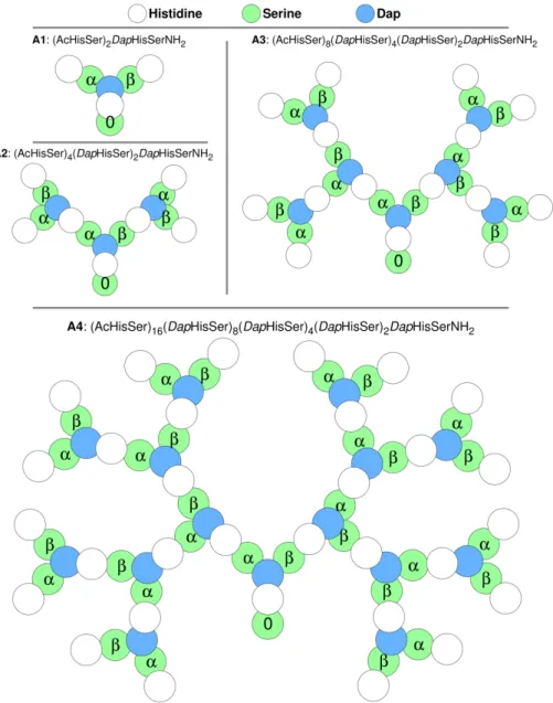 Figure 5.1: Sequence and topology of the dendrimers studied in this work (A1, A2, A3 and A4)