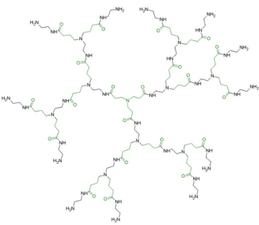 Figure 1.4: Second generation poly(amidoamine) dendrimer, PAMAM [33].