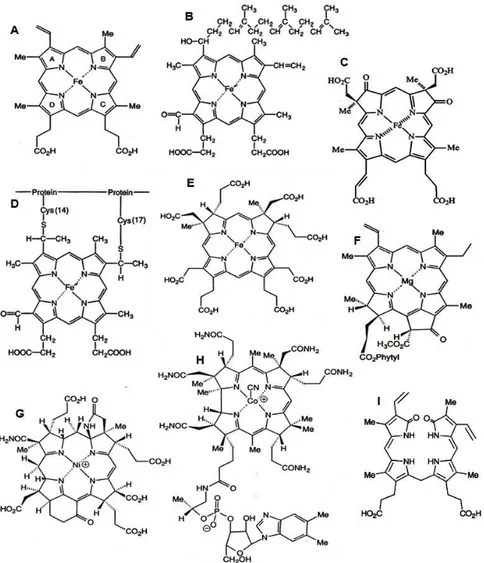 Figure I-3.2  - Examples of modified tetrapyrroles found in nature. A - Haem  b ,  B - Haem  a , C -  Haem  d 1 , D  -  Haem  c,  E  -  Sirohaem ,  F  -  Chlorophyll  a , G  -  Coenzyme F 430 , H  -  Cyanocobalamin  (vitamin B 12 ), I - Bilirubin (linear t