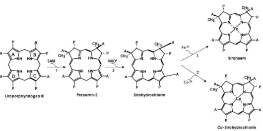 Figure I-3.8  - Sirohaem and Co-sirohydrochlorin synthesis from uroporphyrinogen III. 1 -  S- S-adenosyl-methionine:uroporphyrinogen III methyltransferase,  2 - Precorrin-2 dehydrogenase; 3 -  Sirohydrochlorin ferrochelatase; 3’ - Sirohydrochlorin cobaltoc