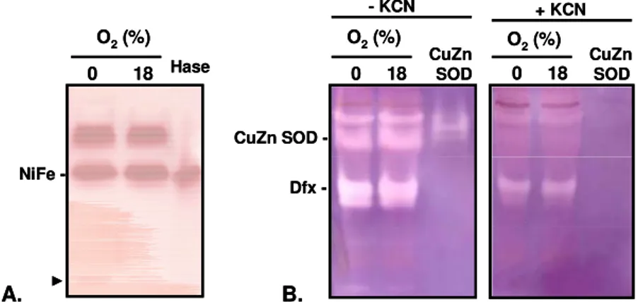 Figure II-1.2  - Native PAGE of the soluble fractions of  Desulfovibrio desulfuricans  ATCC 27774  grown anaerobically and under 18 % O 2 , showing hydrogenase (A) and SOD (B) staining activities
