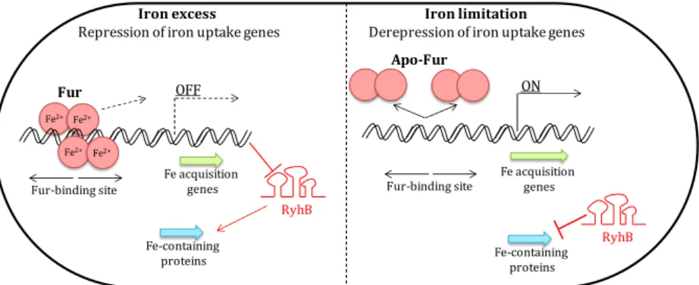 Figure II.1 – Fur regulation mechanisms . When iron is abundant, the Fur- Fur-Fe 2+ dimer blocks the transcription of downs tream genes (Fe ac quisition genes)