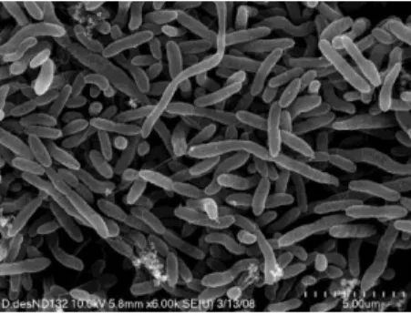 Figure  1.2  –  Scanning  electron  microscopy  image  of  D.  desulfuricans.  Adapted  from  (Gilmour et al., 2011)