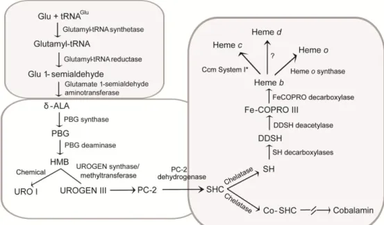 Figure 1.5 - Heme biosynthesis in Desulfovibrio. 