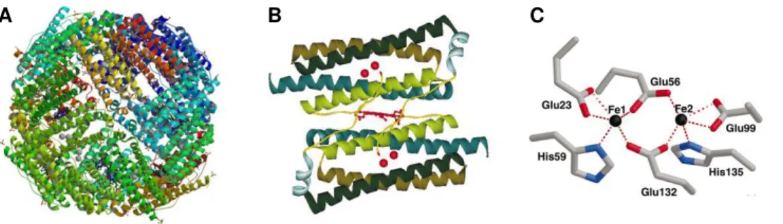 Figure 2.1 - Structural characteristics of Desulfovibrio desulfuricans Bfr.  
