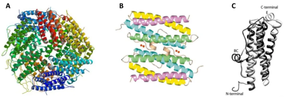 Figure 2.2 - Schematic representation of Dps. 