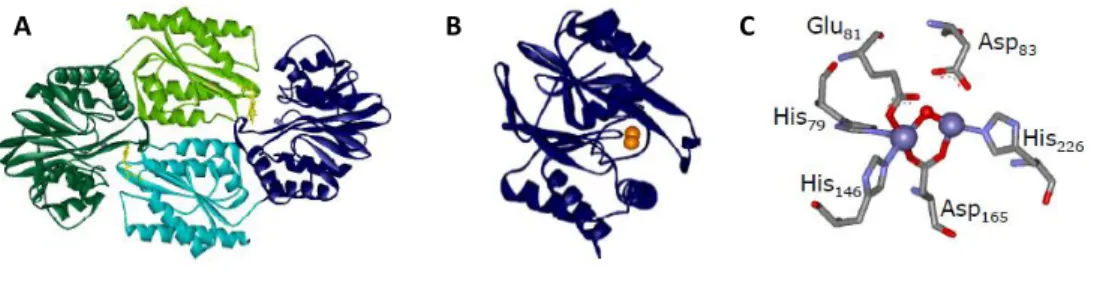 Figure 3.4 – Structural characteristics of D. gigas Roo. 