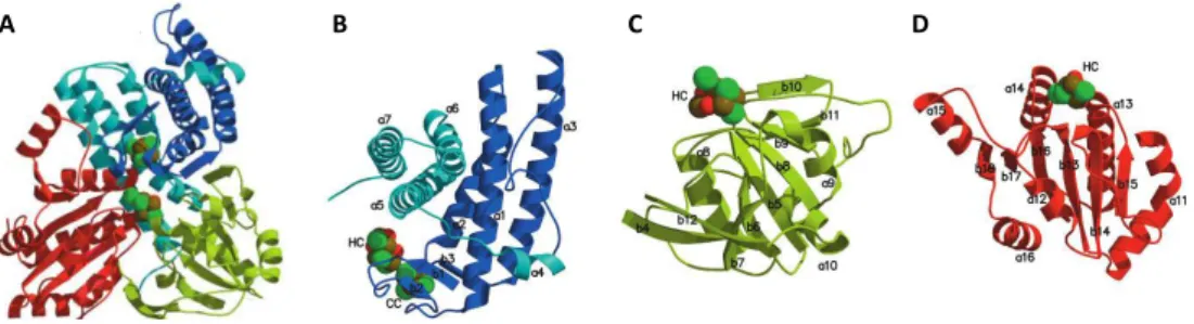 Figure 3.5 – Crystallographic structure of D. vulgaris Hcp.  