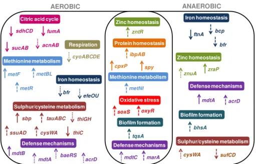 Figure 2.5| Metabolic pathw ays affected by CO-RMs. E. coli genes whose transcription was modified by CORM-2 and CORM-3 in cells grown aerobically (left side) or anaerobically (right side)