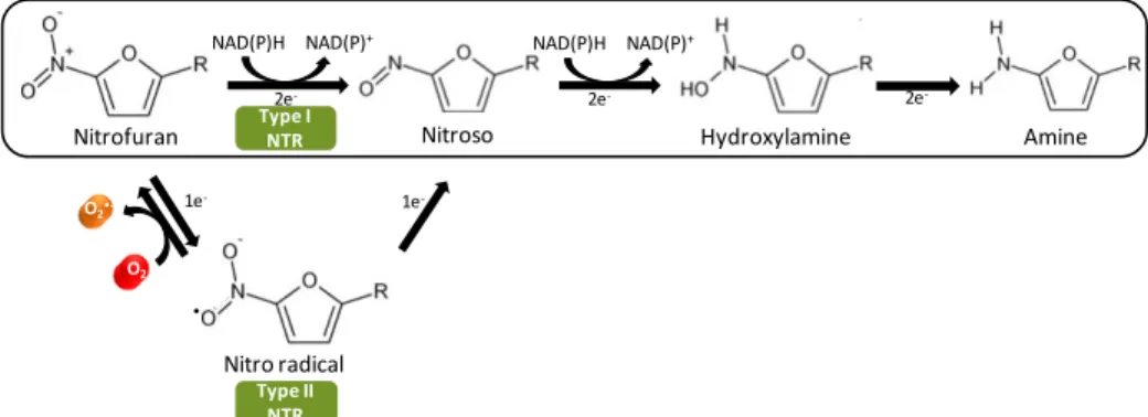 Figure 1.5| General scheme of nitrofurans reduction by nitroreductases (NTR). The oxygen-insensitive nitroreductases (type I) catalyze the reduction of the nitro group of nitrofurans by addition of a pair of electrons forming the nitroso and hydroxylamino 