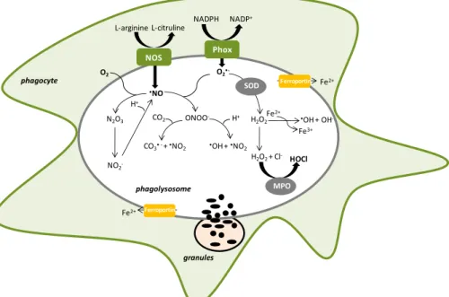 Figure 1.6| Schematic representation of a phagolysosome generating reactive oxygen and nitrosative spe cies