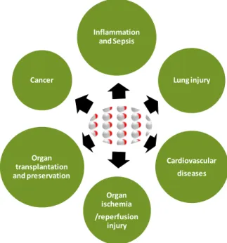 Figure 2.4| Potential medical applications of CO-RMs.