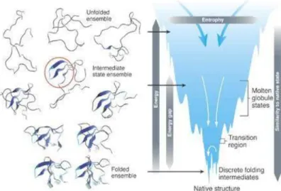 Figure  1.15:  The  free  energy  landscape  for  protein  folding.  Folding  occurs  through  the  progressive organization of ensembles of structures [shown here for the src-SH3 domain (left)] on  a  funnel-shaped  free  energy  landscape  (right)