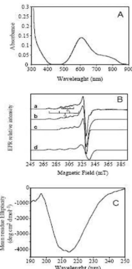Figure 2.5: Spectroscopic properties of recombinant purified McoA. (A) UV-visible spectrum of  McoA  (70µM  in  20mM  Tris-HCl  buffer,  pH  7.6)