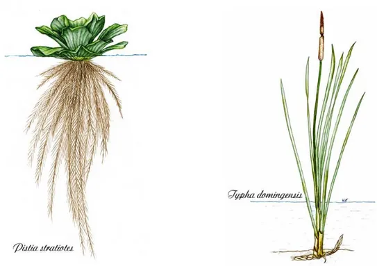 Figura 1 – Ilustração de uma macrófita flutuante, da espécie Pistia stratiotes (Alface d´água – à  esquerda) e de uma macrófita emergente do tipo Typha domingensis (Taboa – à direita) (fonte: 