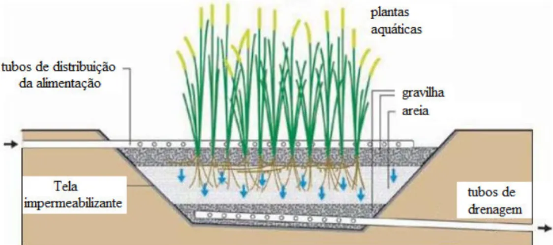 Figura 5 – Esquema de um filtro de plantas com escoamento vertical (fonte: www.sswm.com, adaptado)