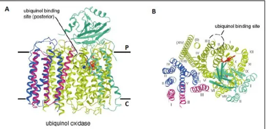 Fig.  3.  Overall  3D  structure  of  cytochrome  bo 3   quinol  oxygen  reductase,  viewed  parallel  to  the  membrane  (A)  or  along  the  membrane  normal  from  the  periplasmic  side (B)