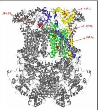 Fig.  4.  X-ray  crystal  structure  of  complex  III  homodimeric  assembly  from mammalian  mitochondria