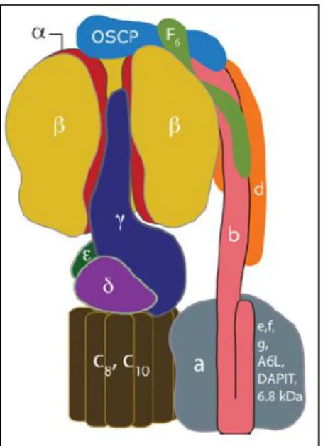 Fig. 6. Representation of the mitochondrial F 1 F O - -ATP  synthase.  The  membrane-extrinsic  F 1