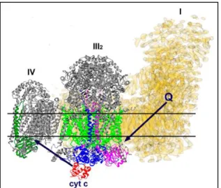 Fig.  7.  The  I 1 +III 2 +IV 1   respirasome  structure  obtained  by  single  particle  cryo-electron tomography analysis and  superimposition  of  Y