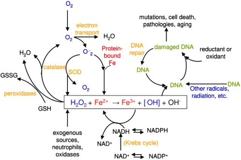 Figure  1.5  –   Oxidative  stress  in  the  cell  and  DNA  damage  via  Fenton  reaction