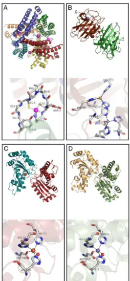 Figure  2.1  -  A  comparison  of  the  enzyme  structures  and  active  sites  for  the  four  SODs,  (A)  Streptomyces  coelicolor  NiSOD  (pdb:  1T6U),  (B)  human  CuZnSOD  (pdb:  1PU0),  (C)  E