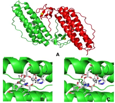 Figure  2.7  –   3D  crystal  structure  of  Rubrerythrin  from  Desulfovibrio  vulgaris  (A)  homodimer  pdb  1RYT,  (B)  All-ferric  diiron  center  pdb  1LKM  and  (C)  All-ferrous  diiron  center pdb 1LKO