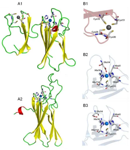 Figure  2.10  –   3D  crystal  structures  of  superoxide  reductases.  A1)  D.  desulfuricans  desulfoferrodoxin,  2Fe-SOR  (pdb  1DFX);  A2)  P