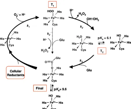 Figure  2.13  –   Mechanism  of  the  catalytic  reduction  of  superoxide,  evidencing  the  detected intermediates