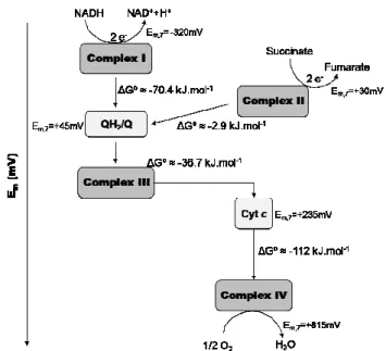 Figure 1.1.4 – Diagram of the respiratory complexes according to their subtract  reduction potentials (in mV)