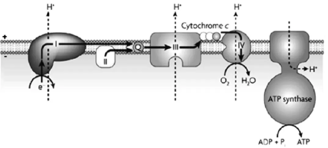 Figure 1.1.5 – Schematic representation of the flow of electrons through the  respiratory complexes highlighting proton translocation across the membrane