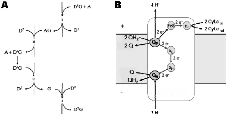 Figure 1.1.7- Scheme of the ion/electron coupling mechanism operating in  complex III
