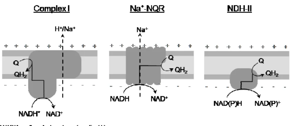 Figure 1.2.1 – Schematic representation of the three types of respiratory  NADH:quinone oxidoreductases