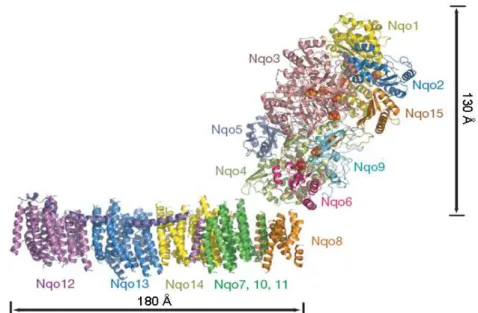 Figure 1.2.2 – Structural model of the entire complex I from T. thermophilus. The  structure consists of the atomic model of the peripheral arm and the α-helical  model of the membrane part