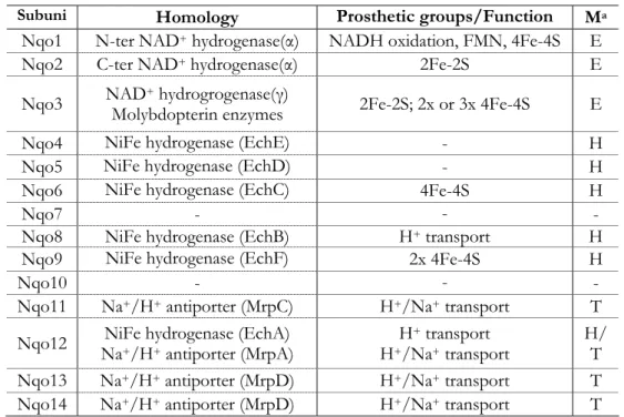 Table 1.2.2 – Subunits homologies of bacterial complex I, predicted function,  modular localization and prosthetic groups content