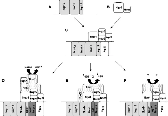 Figure 1.2.4 – Evolutionary scheme for complex I based on Mathiesen and  Hagerhall proposal [5]