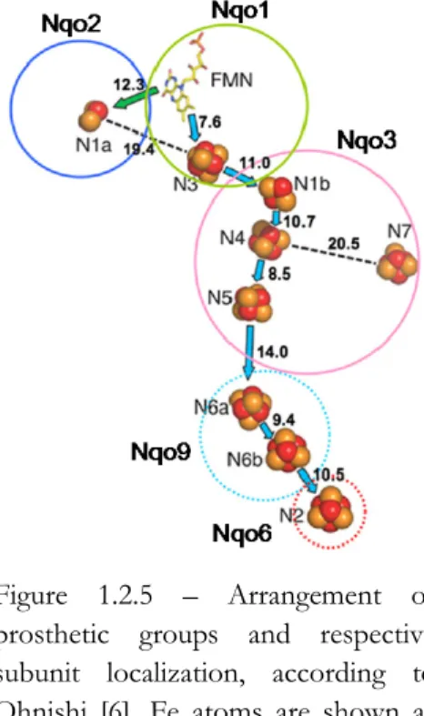 Figure 1.2.5 – Arrangement of  prosthetic groups and respective  subunit localization, according to  Ohnishi [6]