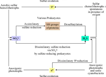 Figure 1. Schematic representation of sulfur transformations (Adaptation of the  sulfur cycle image from [9])