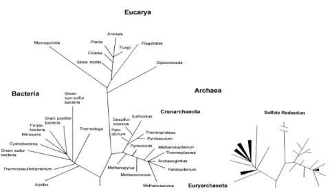 Figure 3.  Principal lineages within the ‘Tree of Life’ determined from the comparison  of 16S rRNA sequences, with particular relevance on the lineages within Bacteria and  Archaea domains involved in the sulfate reduction