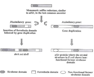 Figure 6:  Hypothetical model for the evolution of dissimilatory  and assimilatory  sulfite reductases