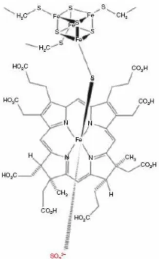 Figure 8:  Schematic representation of siroheme-[4Fe4S] cluster covalently coupled  via a sulfur bridge