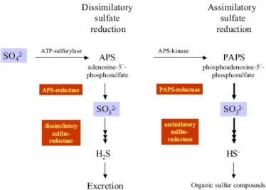 Figure 9: Schematic  representation of dissimilatory and assimilatory reduction  mechanisms