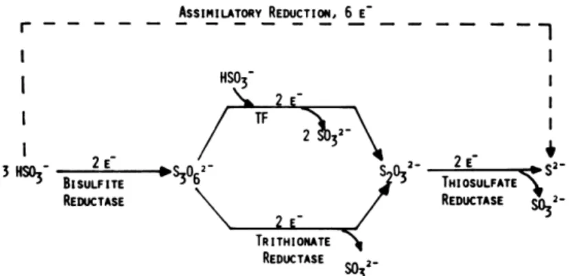 Figure 10: The proposed pathway for the reduction of bisulfate to sulfide occurring in  three consecutive two electron steps, with the formation of trithionate and  thiossulfate as reaction intermediates