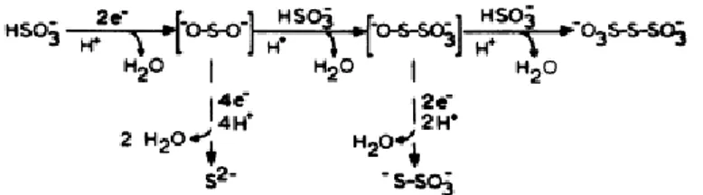 Figure 11: The proposed pathway of bisulfate reduction at the active site of bisulfate  reductase [86]