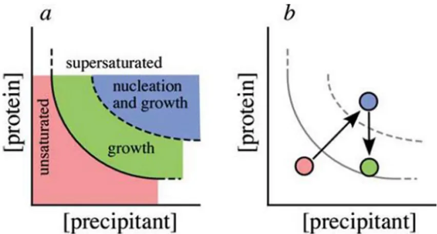 Figure 1.3 - Phase diagram. Pink region corresponds to unsaturated zone, green region to growth phase and  blue to nucleation