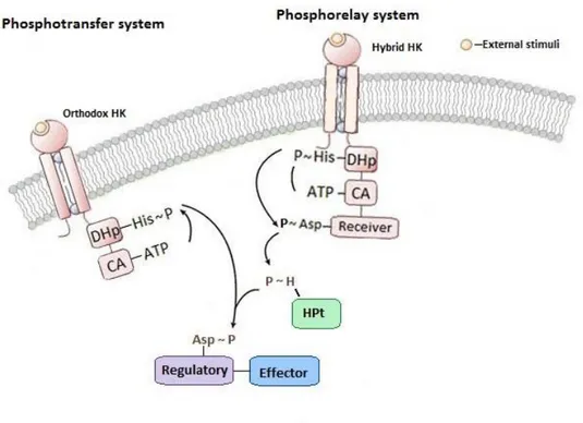 Figure 2.2  -  Phosphotransfer and Phosphorelay systems. Phosphotransfer system mechanism: Orthodox HK  CA domain transfers phosphate (P i ) to the conserved histidine residue of DHp domain