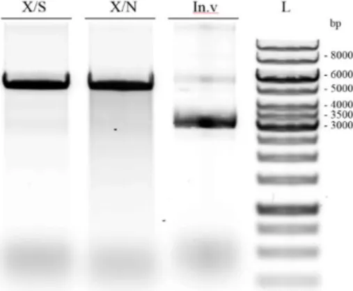 Figure 4.4 - 0.8% agarose gel. Results of pET-52b(+) double digestion. Lanes: X/S –digestion with XmaI and  SacI-HF; X/N –digestion with XmaI and NorI; In.v – intact pET-52b(+), L- GeneRulerTM 1 kb DNA ladder